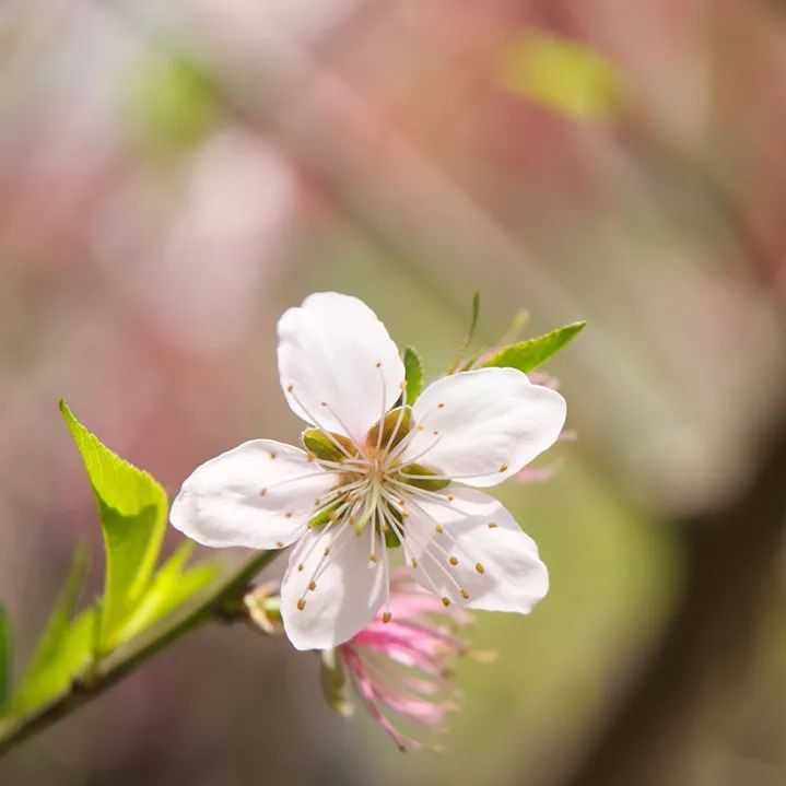 春暖花开，走进深圳的“莫奈花园”｜超模来了(图1)