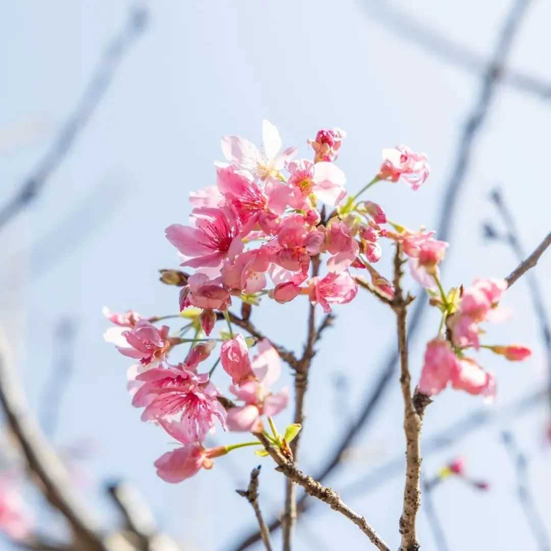 春暖花开，走进深圳的“莫奈花园”｜超模来了(图4)